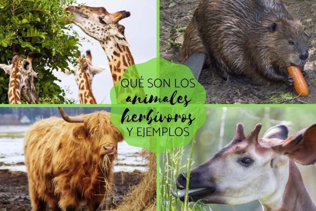 Animales herbívoros: Descubre ejemplos fascinantes y características clave 1 animales herbivoros descubre ejemplos fascinantes y caracteristicas clave