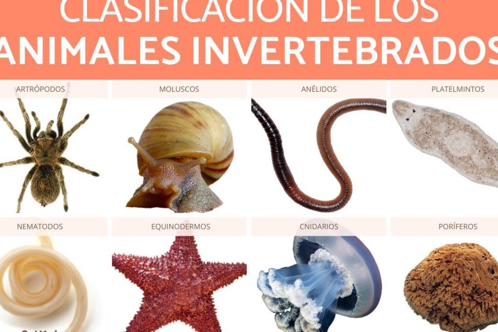 Animales invertebrados: ¡Descubre sus características y clasificación! 1 animales invertebrados descubre sus caracteristicas y clasificacion