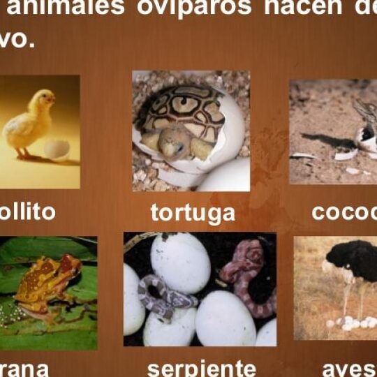 Animales ovíparos: ¡Descubre sus características únicas aquí! 1 animales oviparos descubre sus caracteristicas unicas aqui