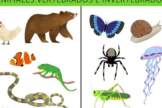 Clasificación de los mamíferos: Descubre la diversidad en el reino animal 1 clasificacion de los mamiferos descubre la diversidad en el reino animal