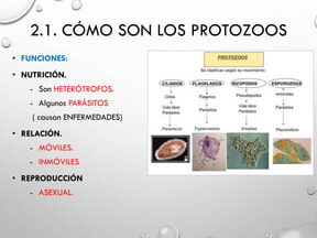 clasificacion de los protozoos microorganismos fascinantes