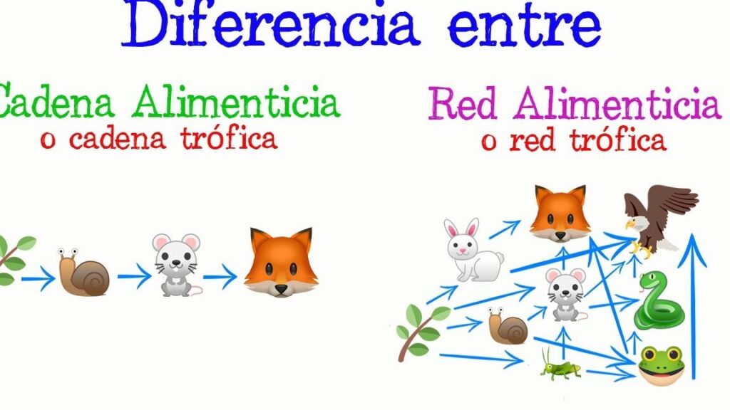 Explorando la Cadena Alimentaria y la Red Trófica 1 explorando la cadena alimentaria y la red trofica