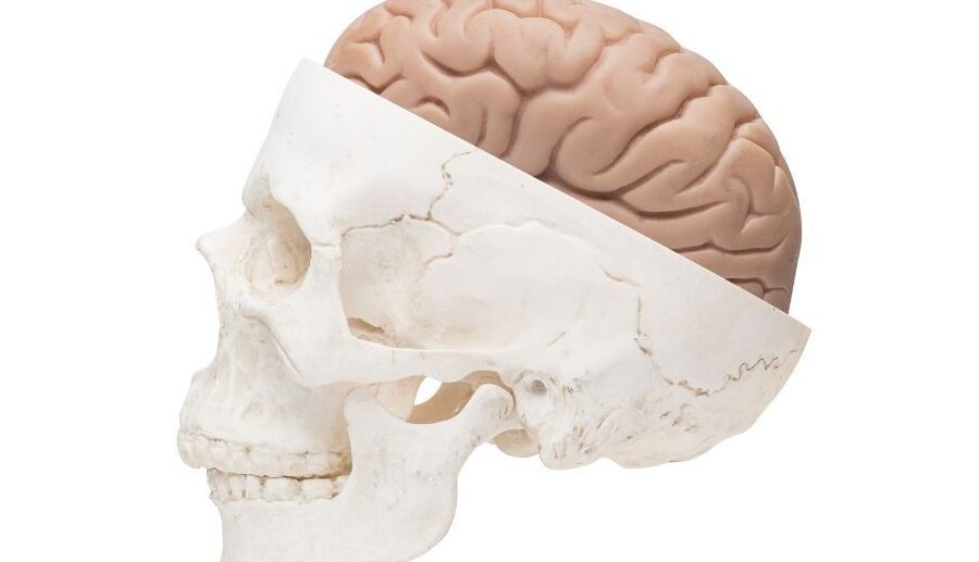 Funciones del Cráneo: Protección y Soporte para el Cerebro 1 funciones del craneo proteccion y soporte para el cerebro