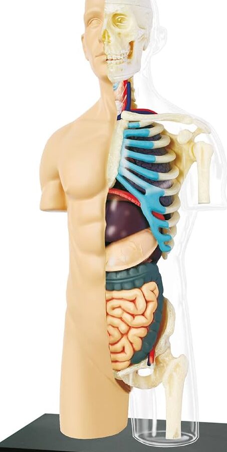 Partes del Cuerpo Humano: Explorando la Anatomía 1 partes del cuerpo humano explorando la anatomia